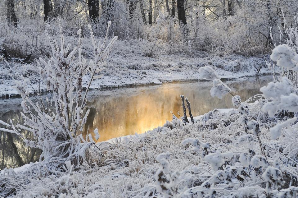 Free download high resolution image - free image free photo free stock image public domain picture  Trees in Winter Snow