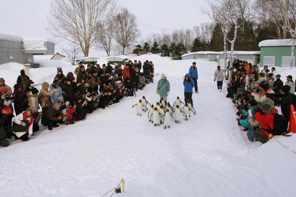 Free download high resolution image - free image free photo free stock image public domain picture  Penguin Parade in Asahiyama Zoo