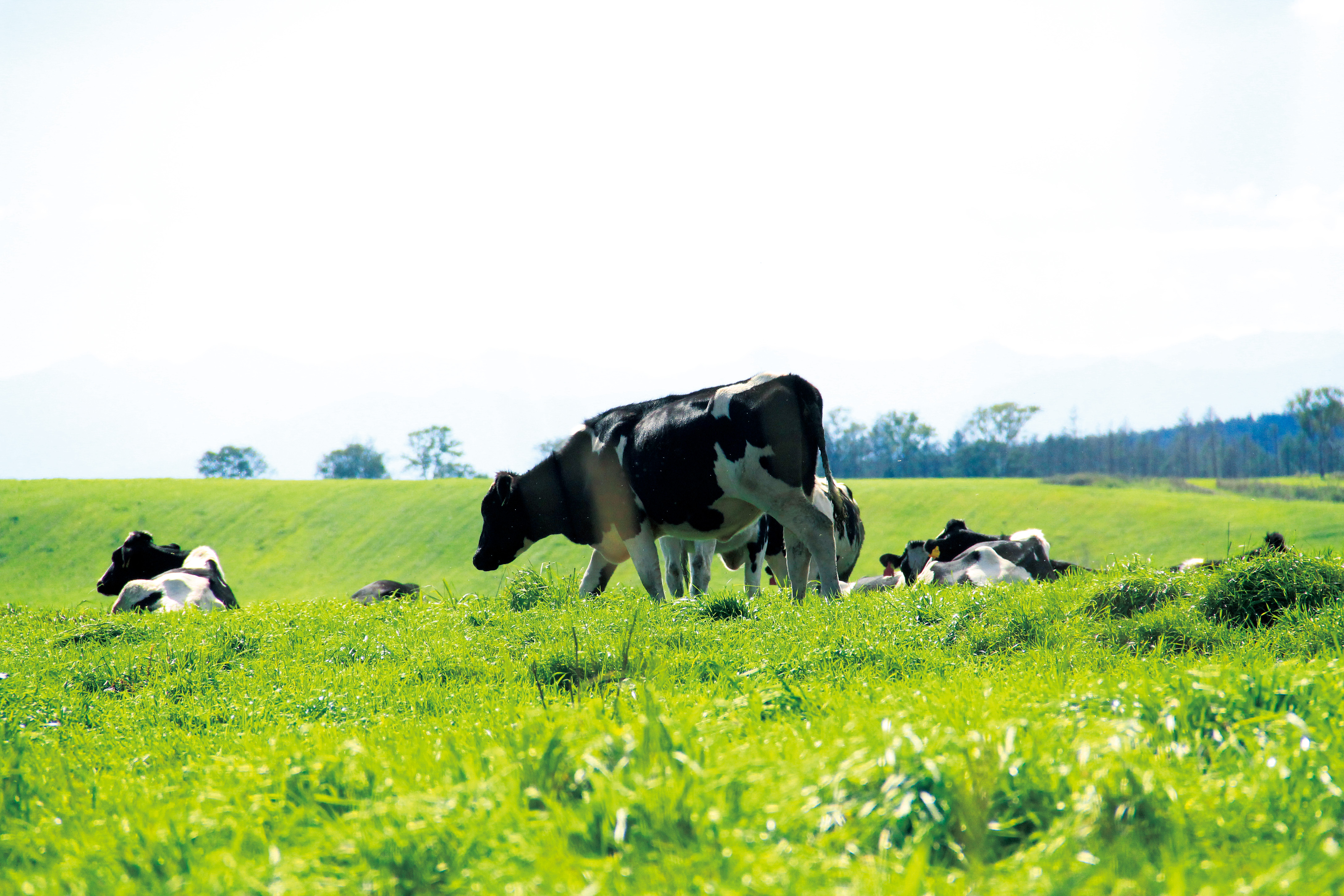 Free download high resolution image - free image free photo free stock image public domain picture -Naitai Highland Ranch Hokkaido Japan