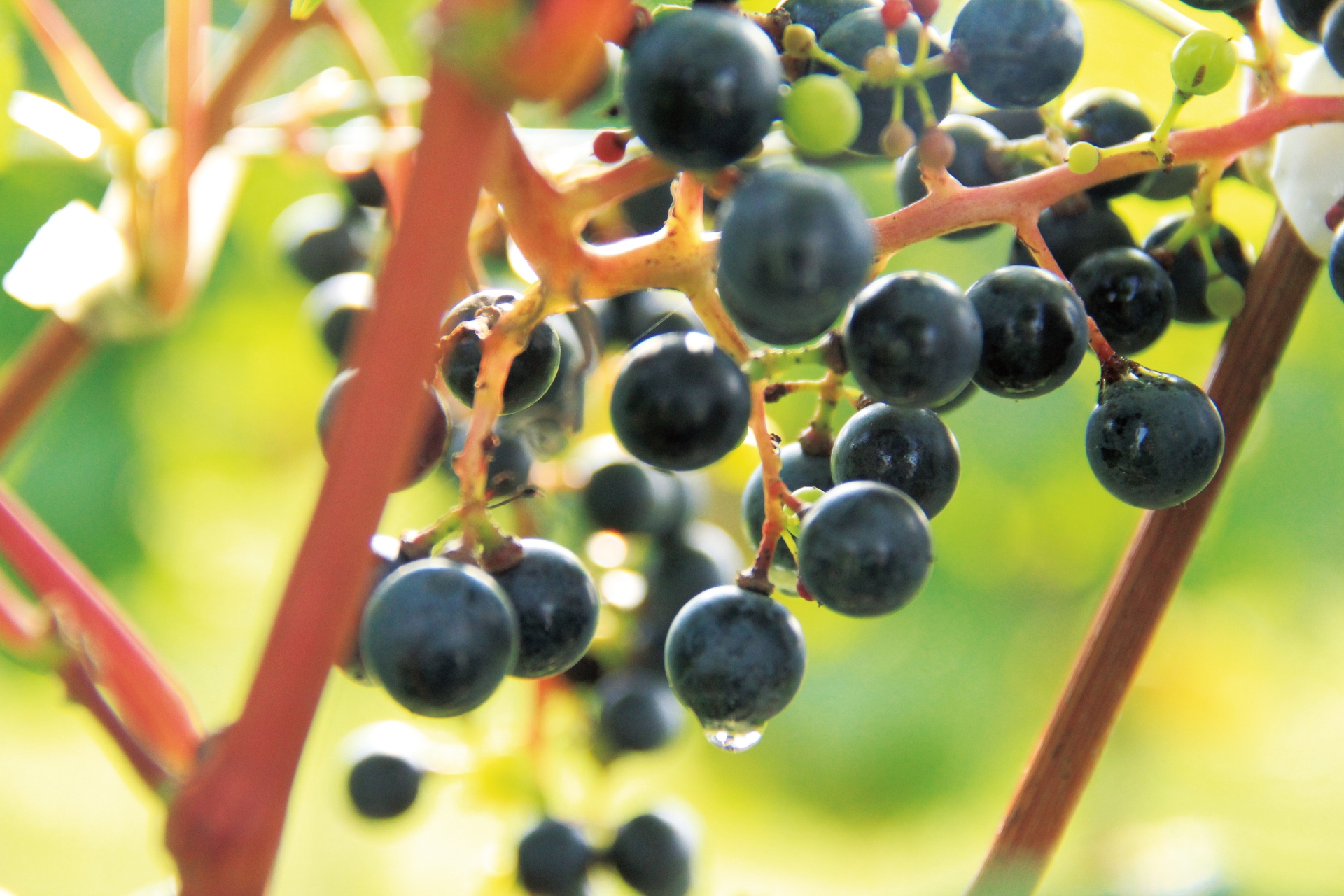 Free download high resolution image - free image free photo free stock image public domain picture -Red grapes in the vineyard with boke