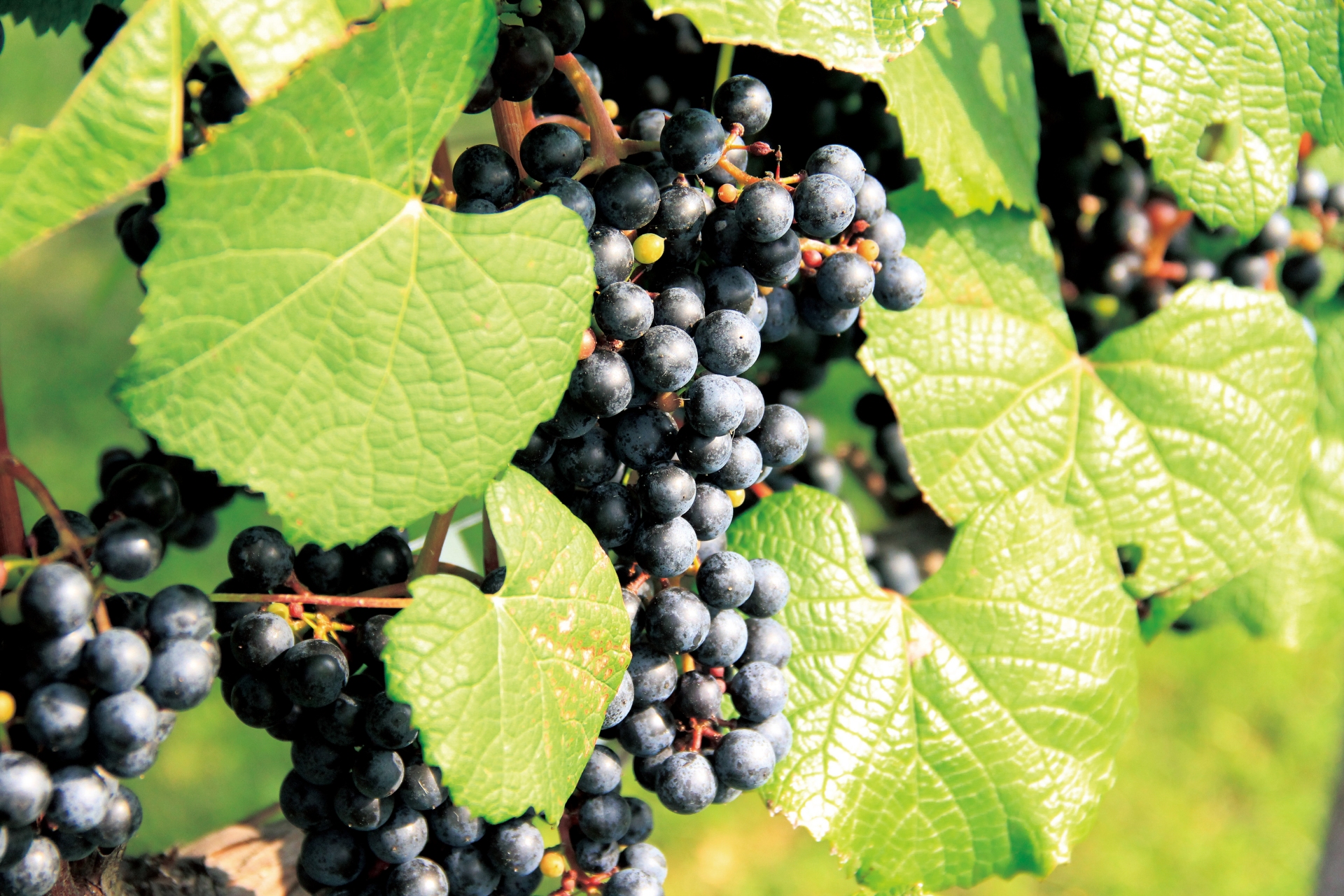 Free download high resolution image - free image free photo free stock image public domain picture -purple red grapes with green leaves on the vine