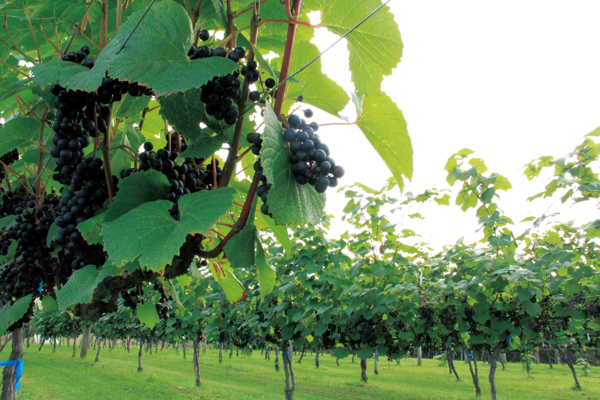 Free download high resolution image - free image free photo free stock image public domain picture -Grape Vineyard Hokkaido