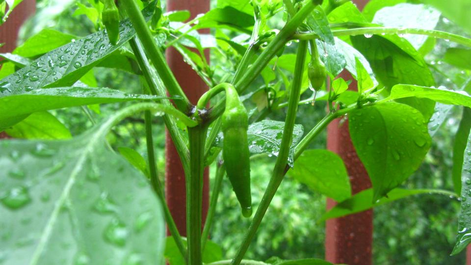 Free download high resolution image - free image free photo free stock image public domain picture  Red Capsicum wet from rain