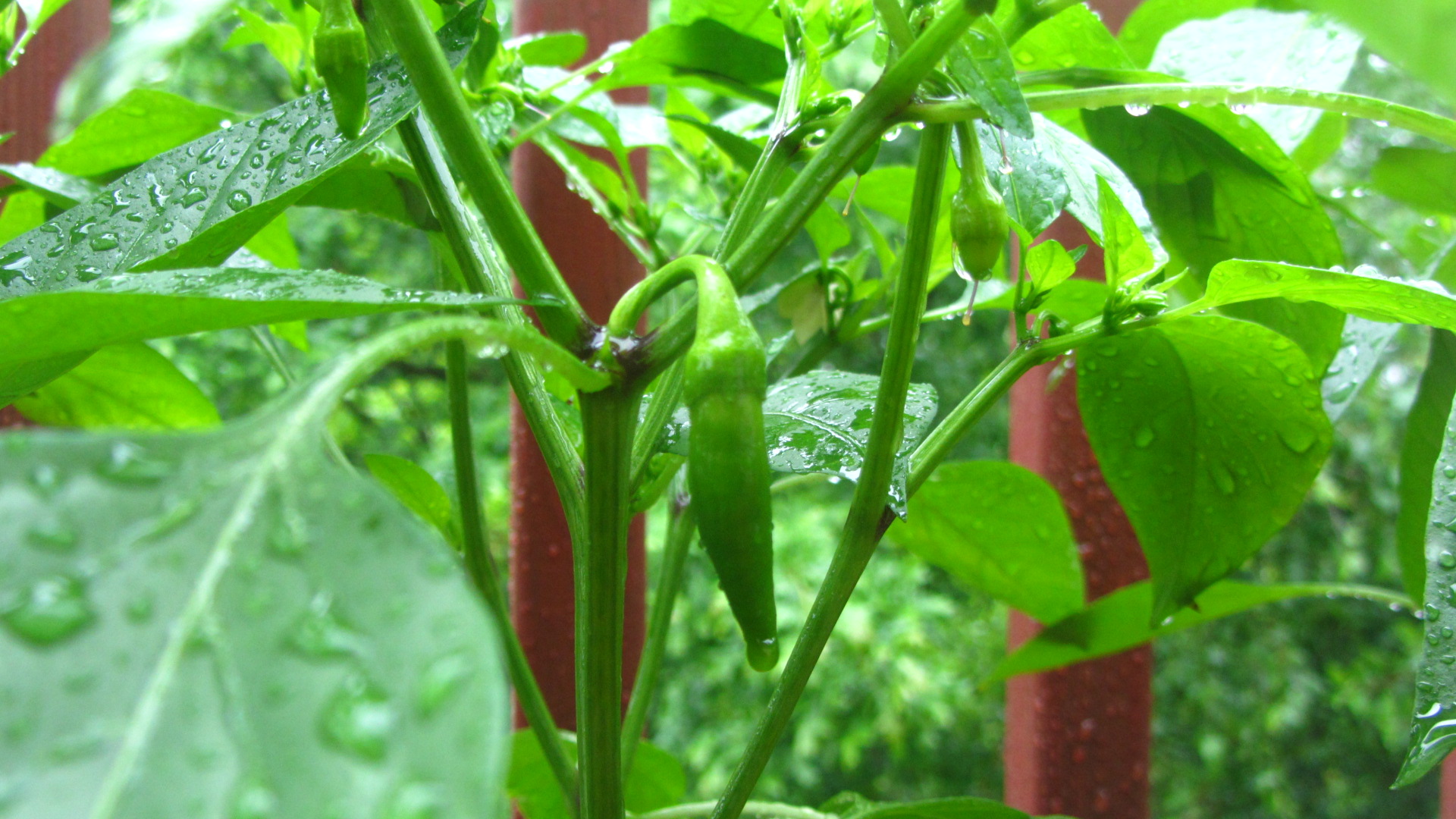 Free download high resolution image - free image free photo free stock image public domain picture -Red Capsicum wet from rain