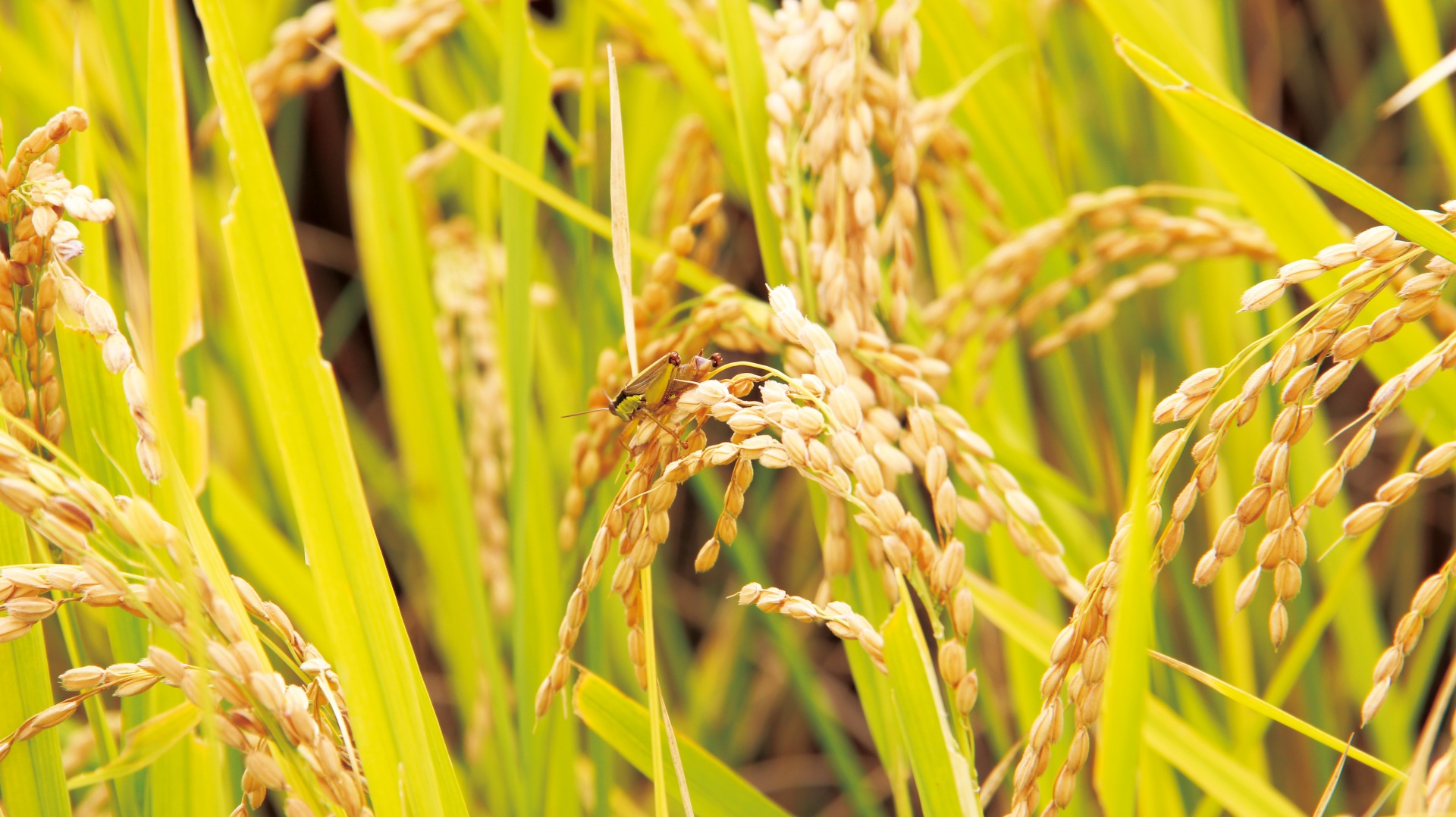 Free download high resolution image - free image free photo free stock image public domain picture -Rice field