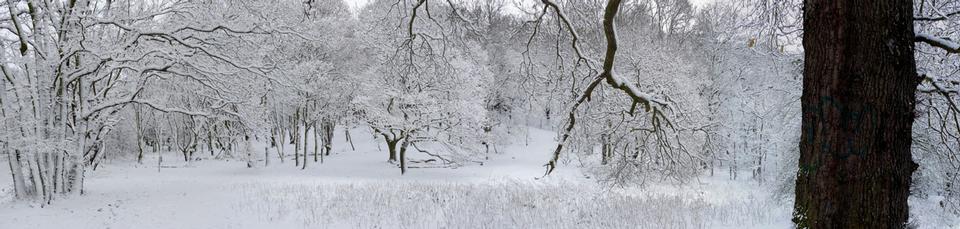 Free download high resolution image - free image free photo free stock image public domain picture  Snowy Winter