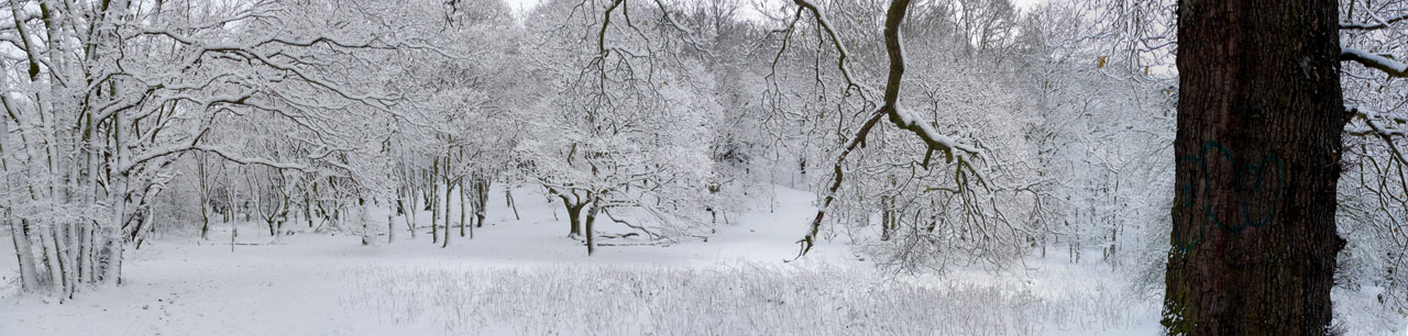 Free download high resolution image - free image free photo free stock image public domain picture -Snowy Winter