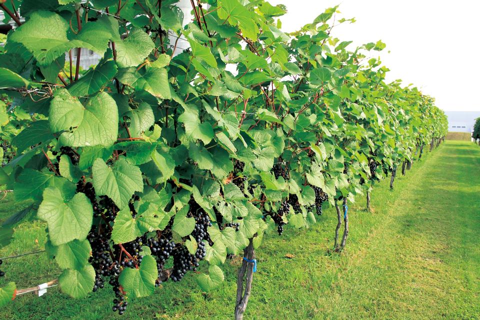 Free download high resolution image - free image free photo free stock image public domain picture  Raws of vines in Hokkaido Japan