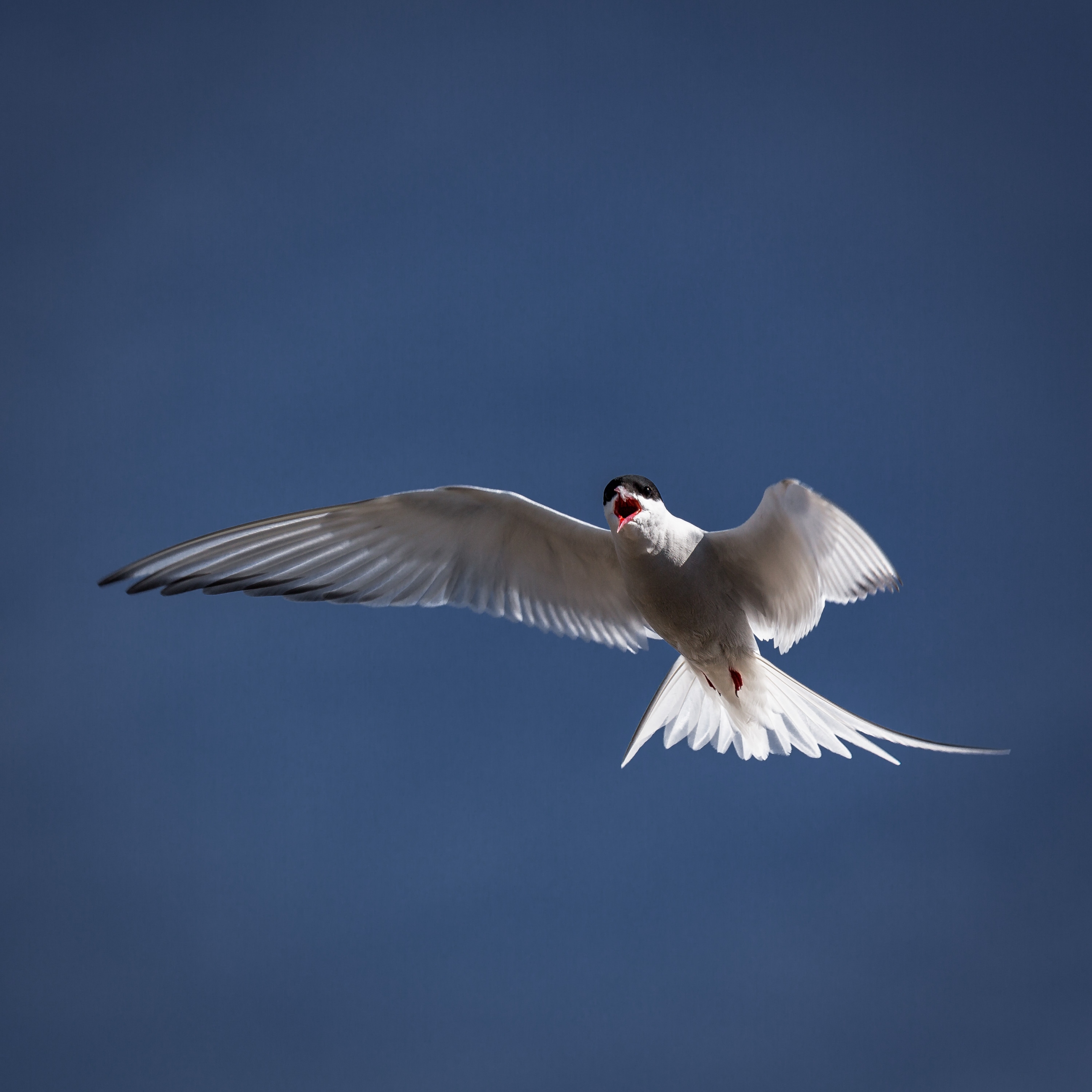 Free download high resolution image - free image free photo free stock image public domain picture -Iceland Gull flying across the sky