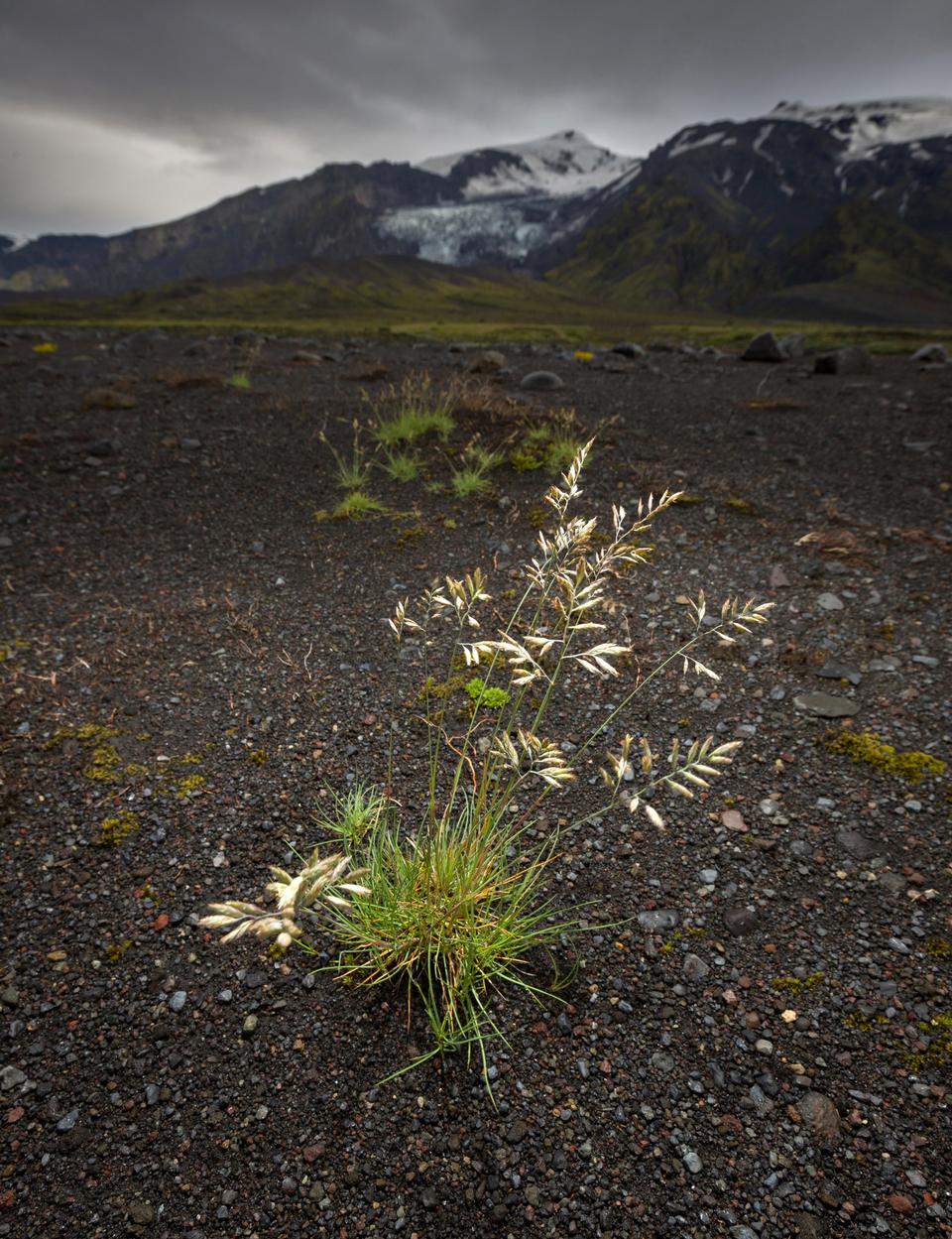 Free download high resolution image - free image free photo free stock image public domain picture  Iceland wildflowers