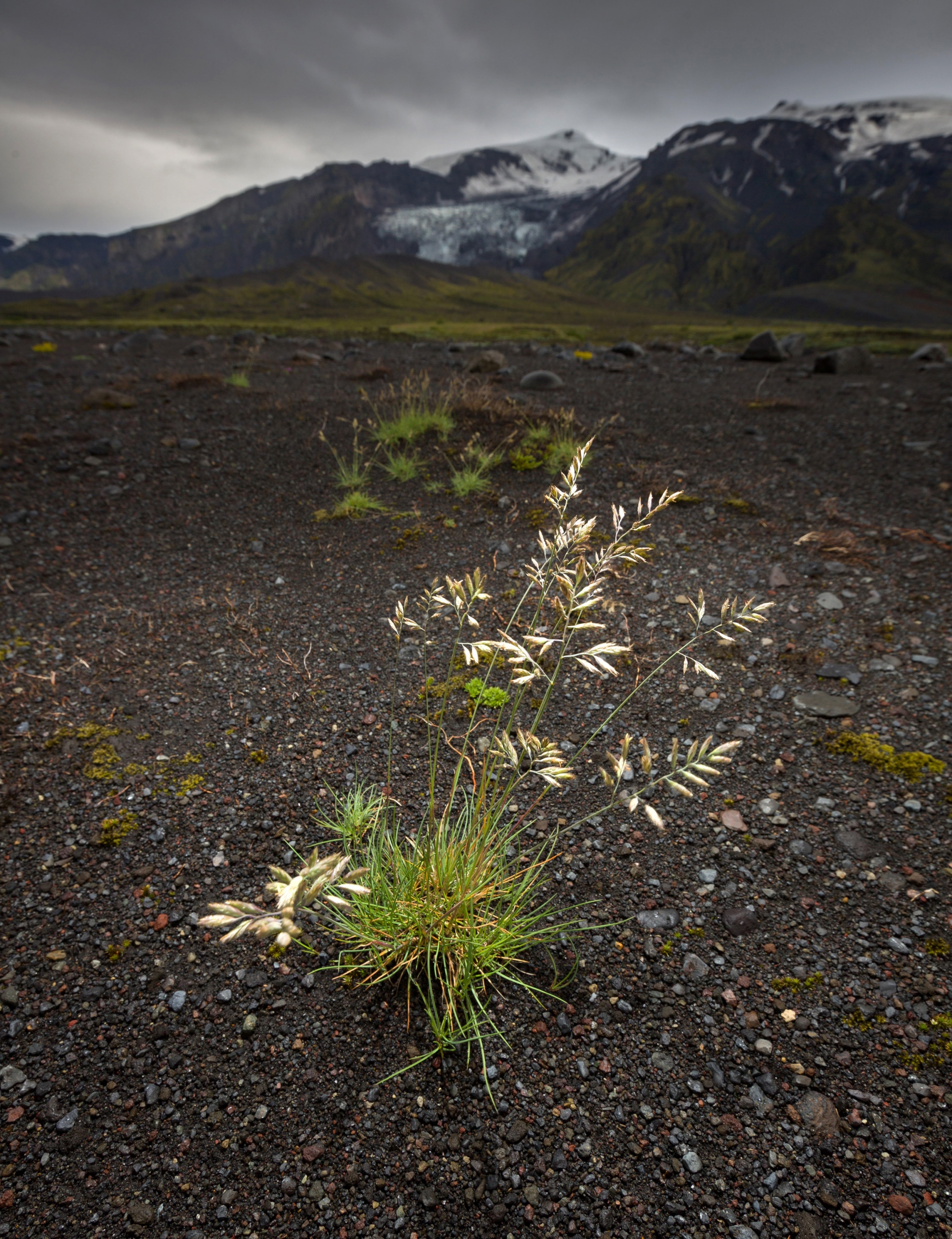 Free download high resolution image - free image free photo free stock image public domain picture -Iceland wildflowers