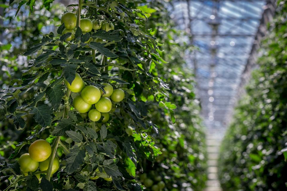 Free download high resolution image - free image free photo free stock image public domain picture  Tomatoes ripening in a greenhouse