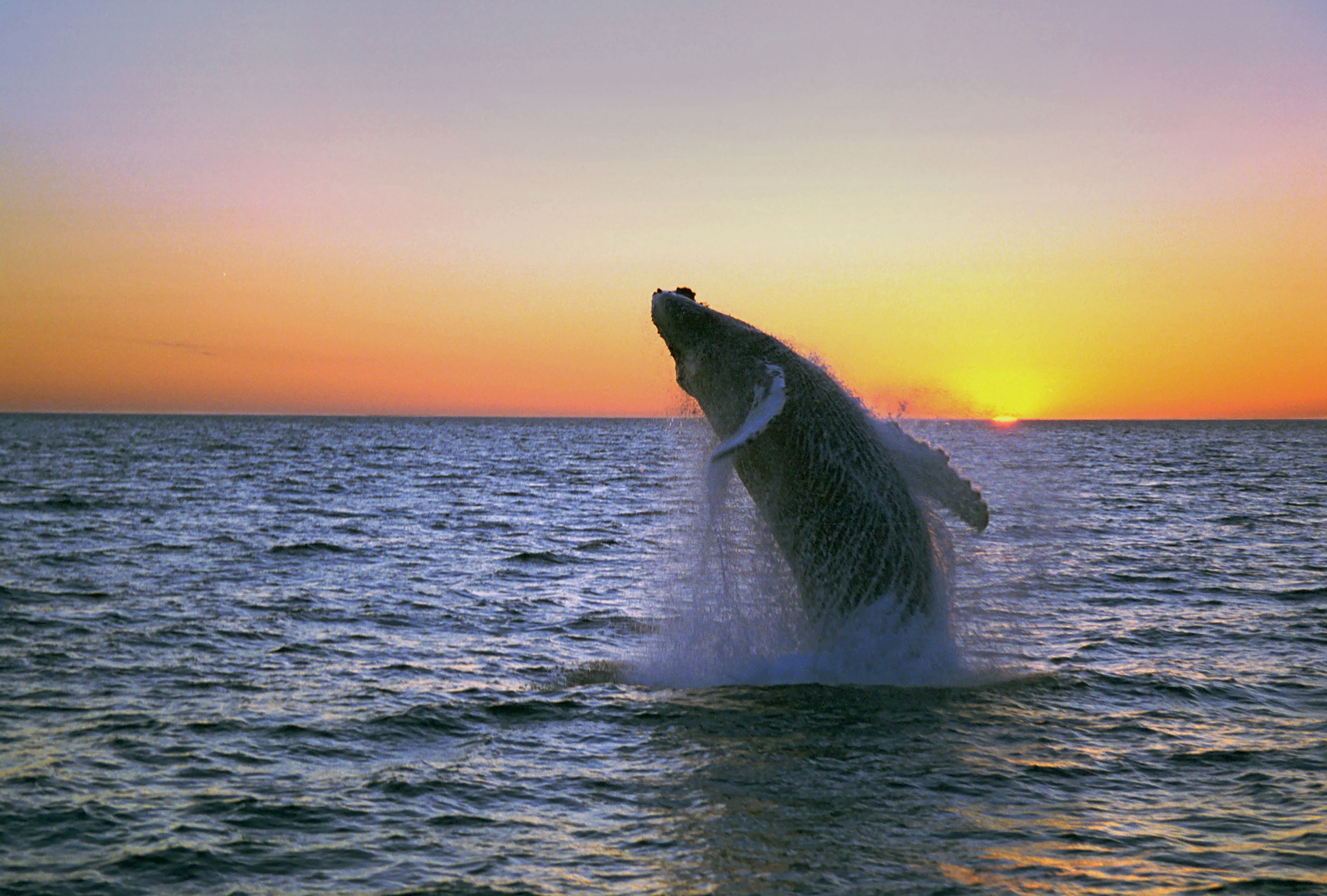 Free download high resolution image - free image free photo free stock image public domain picture -Whale show near Husavik City in Iceland