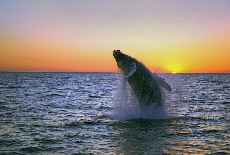 Free download high resolution image - free image free photo free stock image public domain picture  Whale show near Husavik City in Iceland