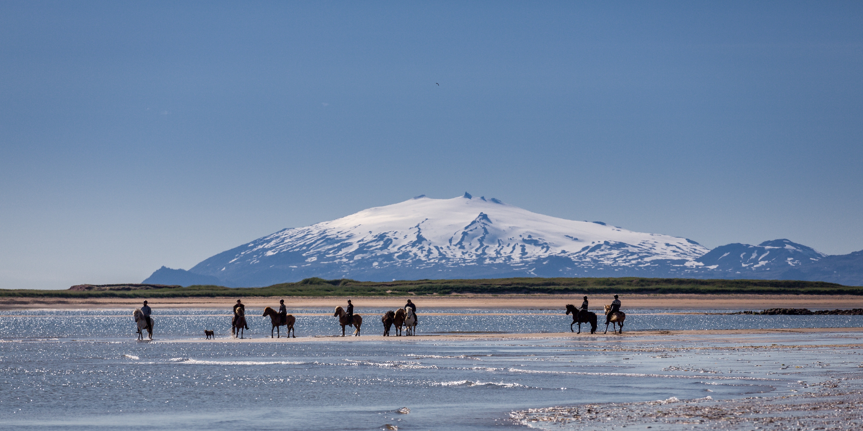 Free download high resolution image - free image free photo free stock image public domain picture -danish horses on a field in the summer iceland