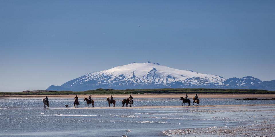 Free download high resolution image - free image free photo free stock image public domain picture  danish horses on a field in the summer iceland