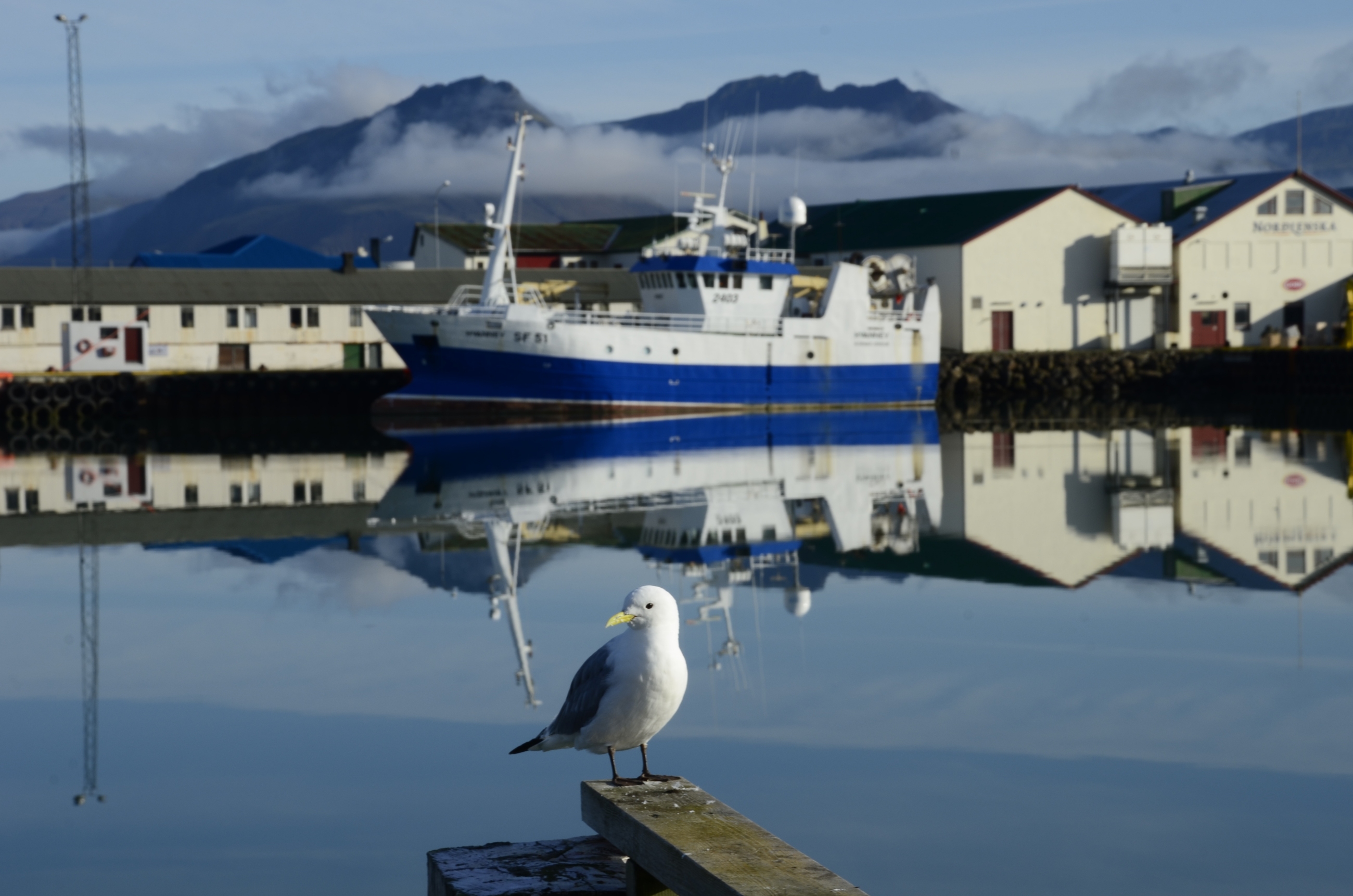 Free download high resolution image - free image free photo free stock image public domain picture -seagull near a dock in the center