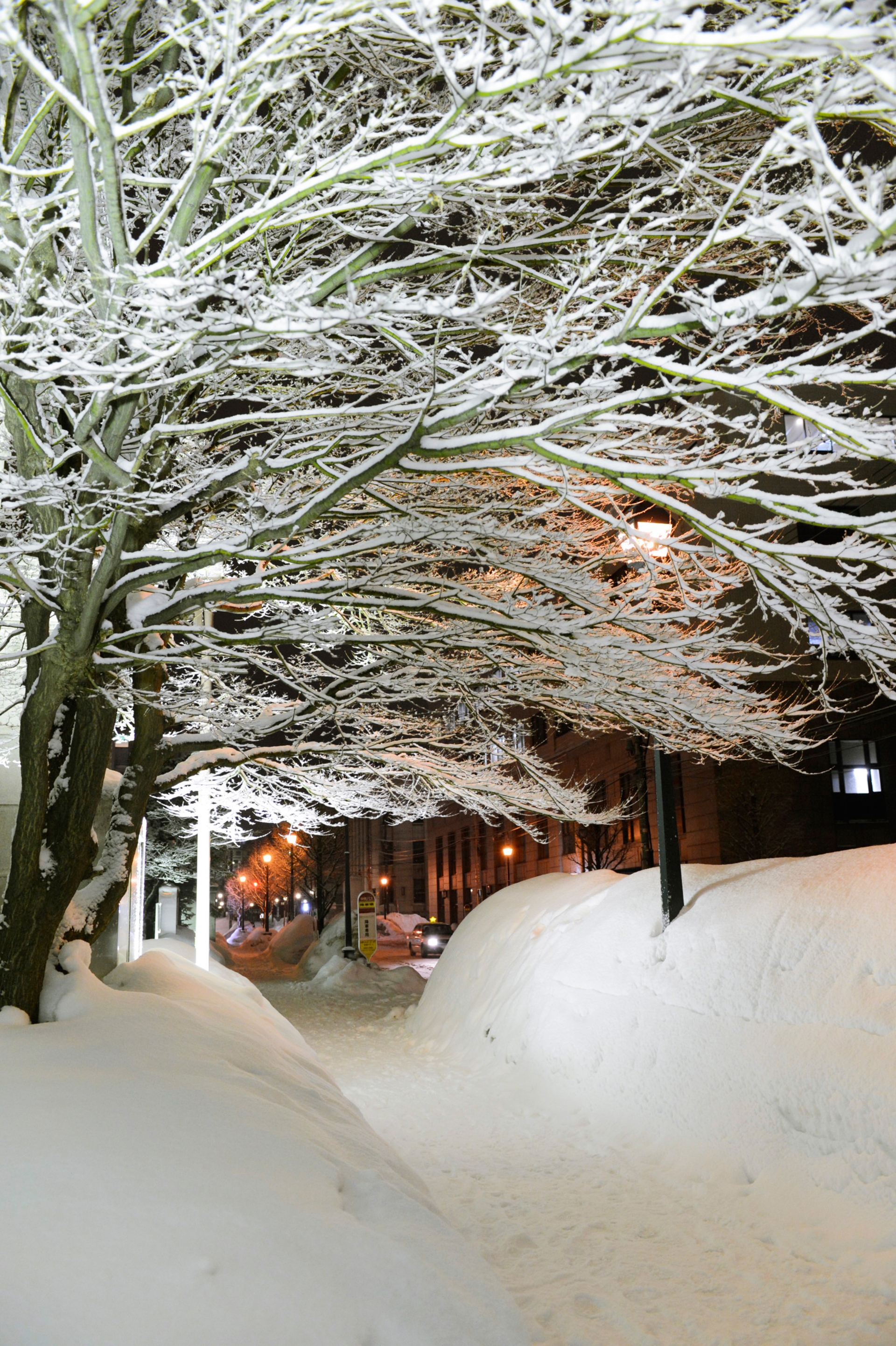 Free download high resolution image - free image free photo free stock image public domain picture -Otaru Snow Light Path Festival