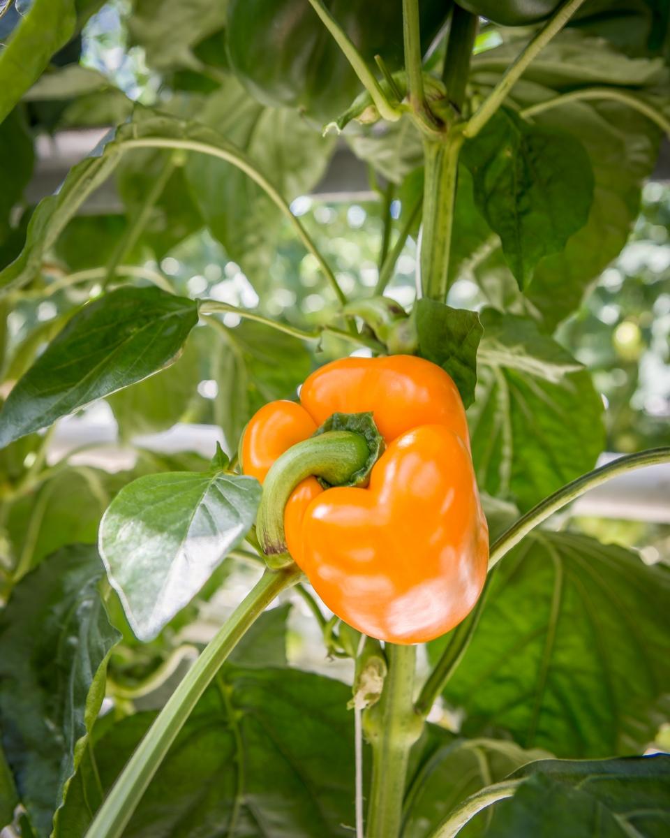 Free download high resolution image - free image free photo free stock image public domain picture  Paprika in a greenhouse