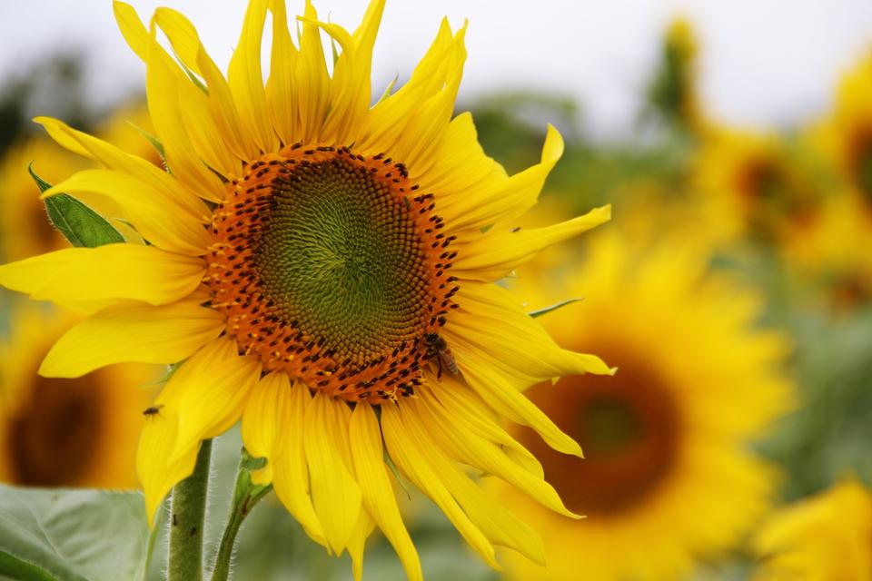 Free download high resolution image - free image free photo free stock image public domain picture  sunflower with blue sky