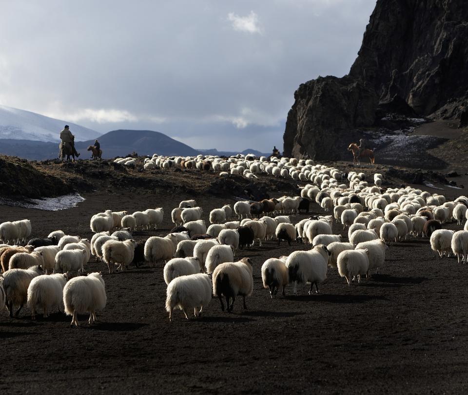 Free download high resolution image - free image free photo free stock image public domain picture  flock of sheep in the mountains at summer