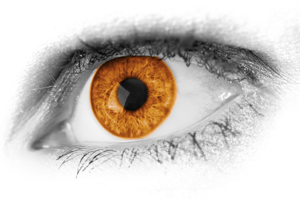 Free download high resolution image - free image free photo free stock image public domain picture  Brown Eye Detail