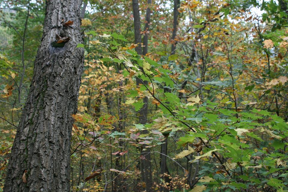 Free download high resolution image - free image free photo free stock image public domain picture  Birch forest