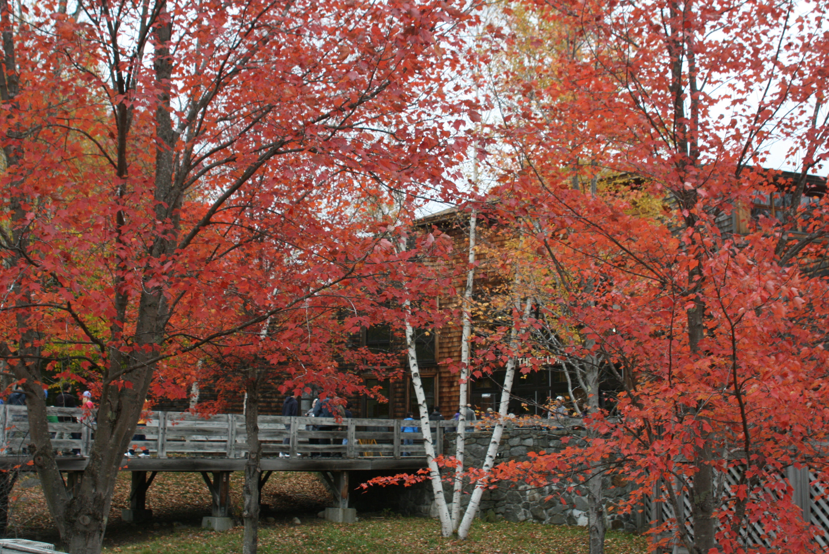 Free download high resolution image - free image free photo free stock image public domain picture -Autumn provides dramatic foliage White Mountains