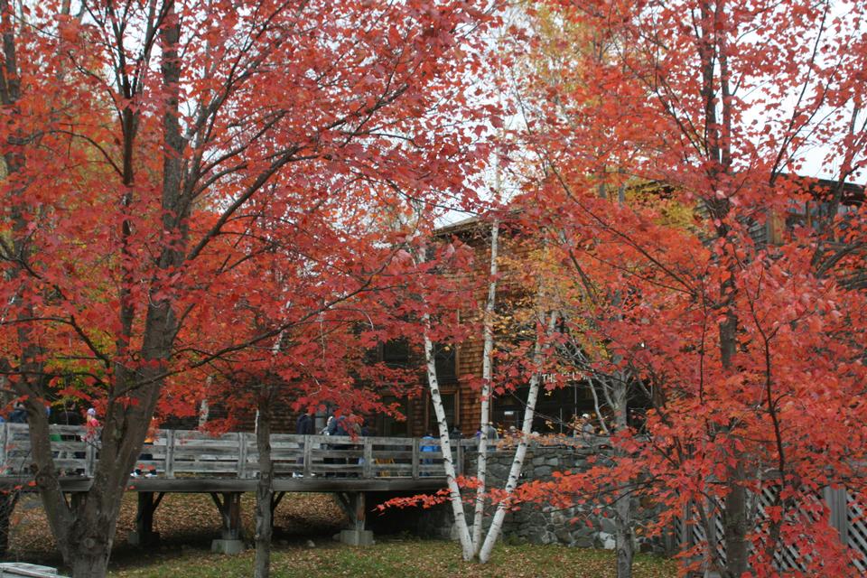 Free download high resolution image - free image free photo free stock image public domain picture  Autumn provides dramatic foliage White Mountains