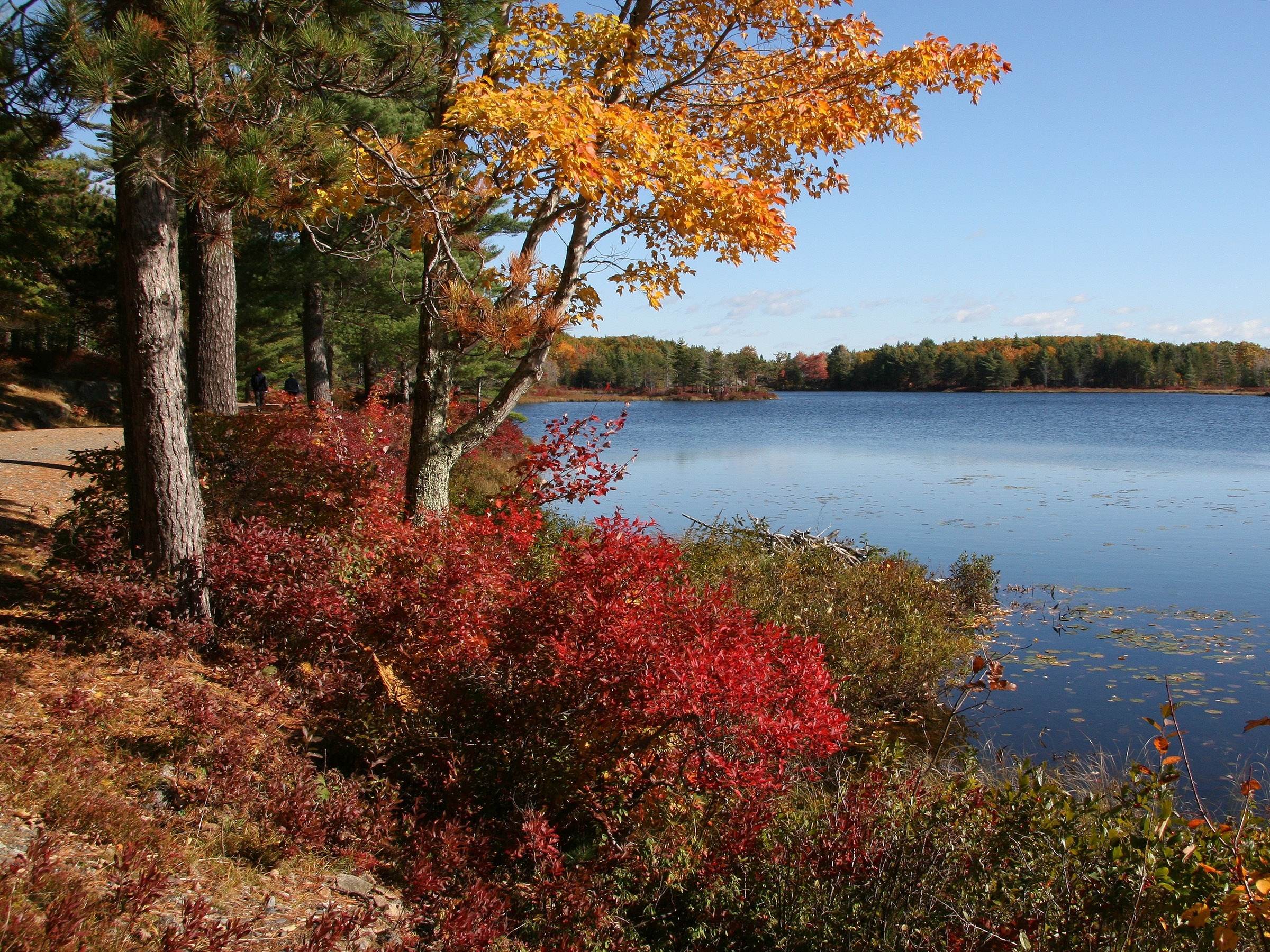 Free download high resolution image - free image free photo free stock image public domain picture -Fall Carriage Road Colors Acadia National Park