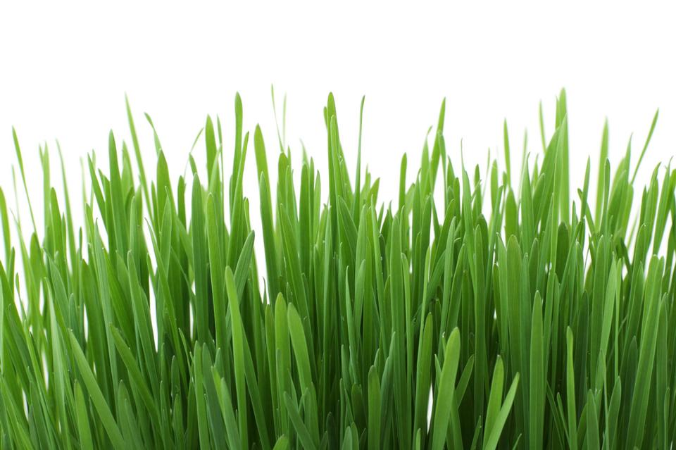 Free download high resolution image - free image free photo free stock image public domain picture  Fresh Grass