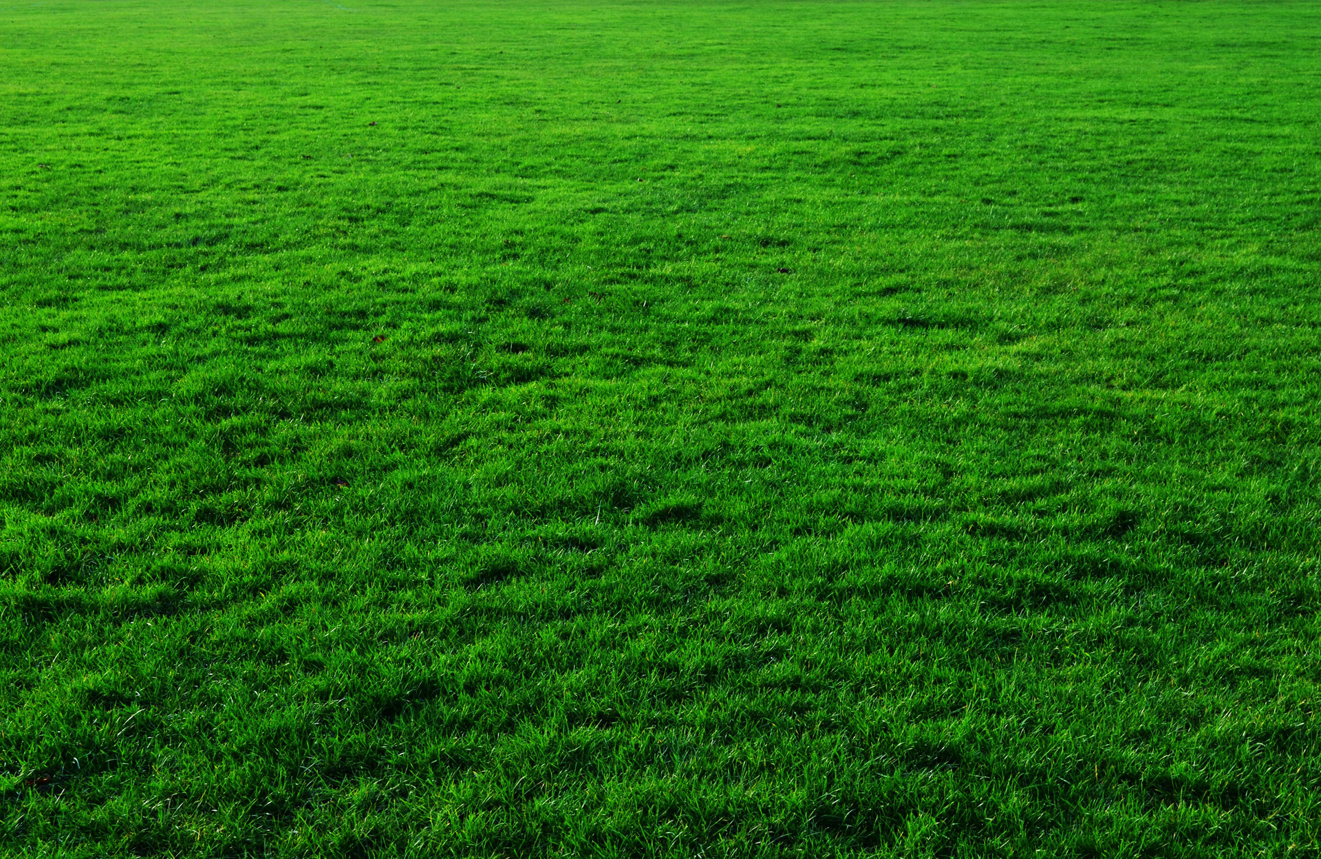 Free download high resolution image - free image free photo free stock image public domain picture -Grass Background Closeup