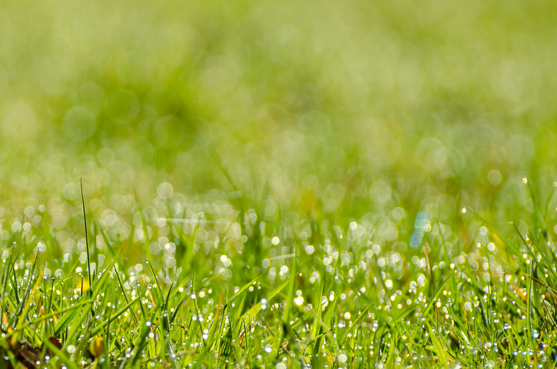 Free download high resolution image - free image free photo free stock image public domain picture -Green Grass Background