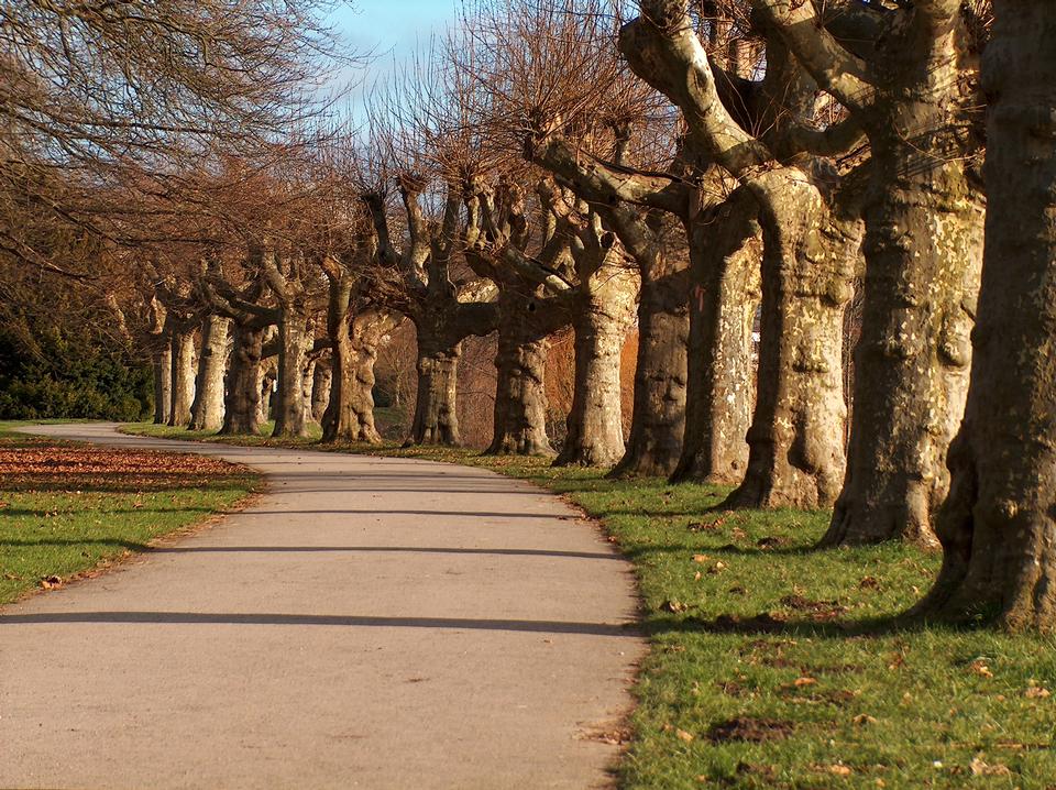 Free download high resolution image - free image free photo free stock image public domain picture  Road passing under the plane trees