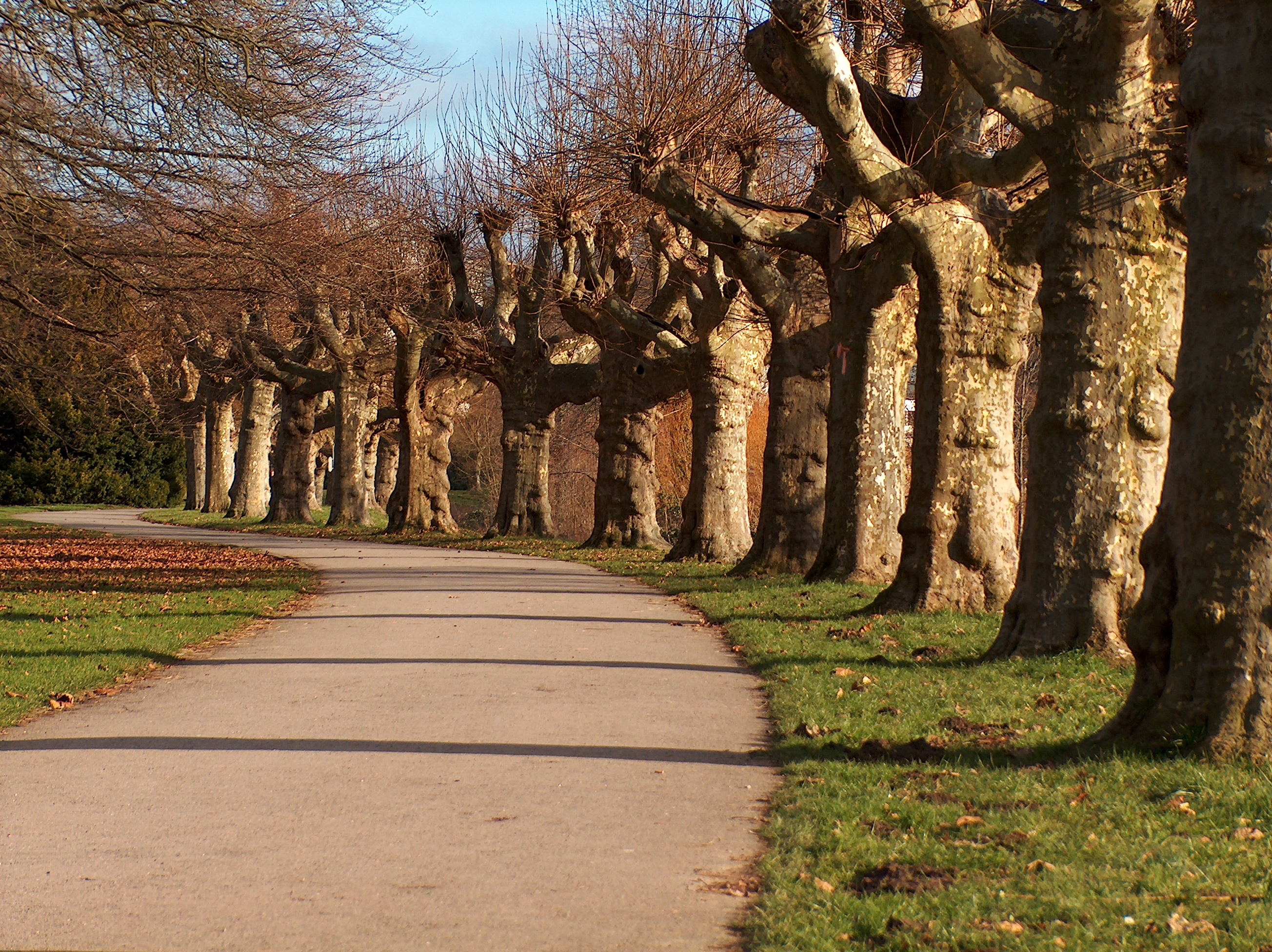 Free download high resolution image - free image free photo free stock image public domain picture -Road passing under the plane trees