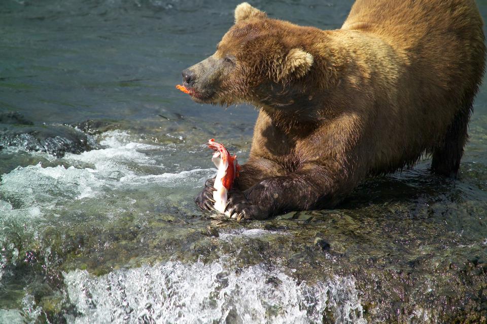 Free download high resolution image - free image free photo free stock image public domain picture  Male brown bear eating fat rich salmon skin