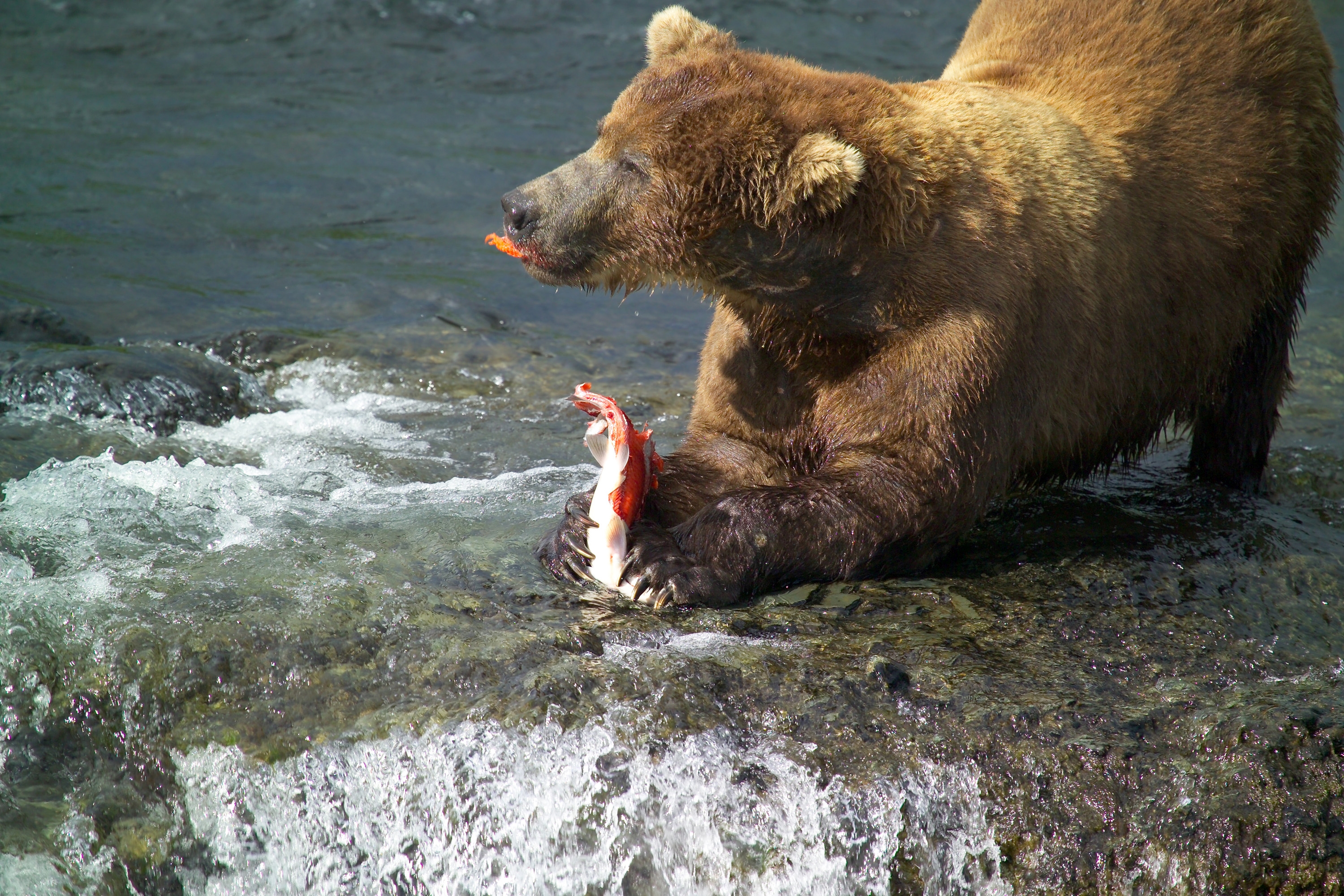 Free download high resolution image - free image free photo free stock image public domain picture -Male brown bear eating fat rich salmon skin