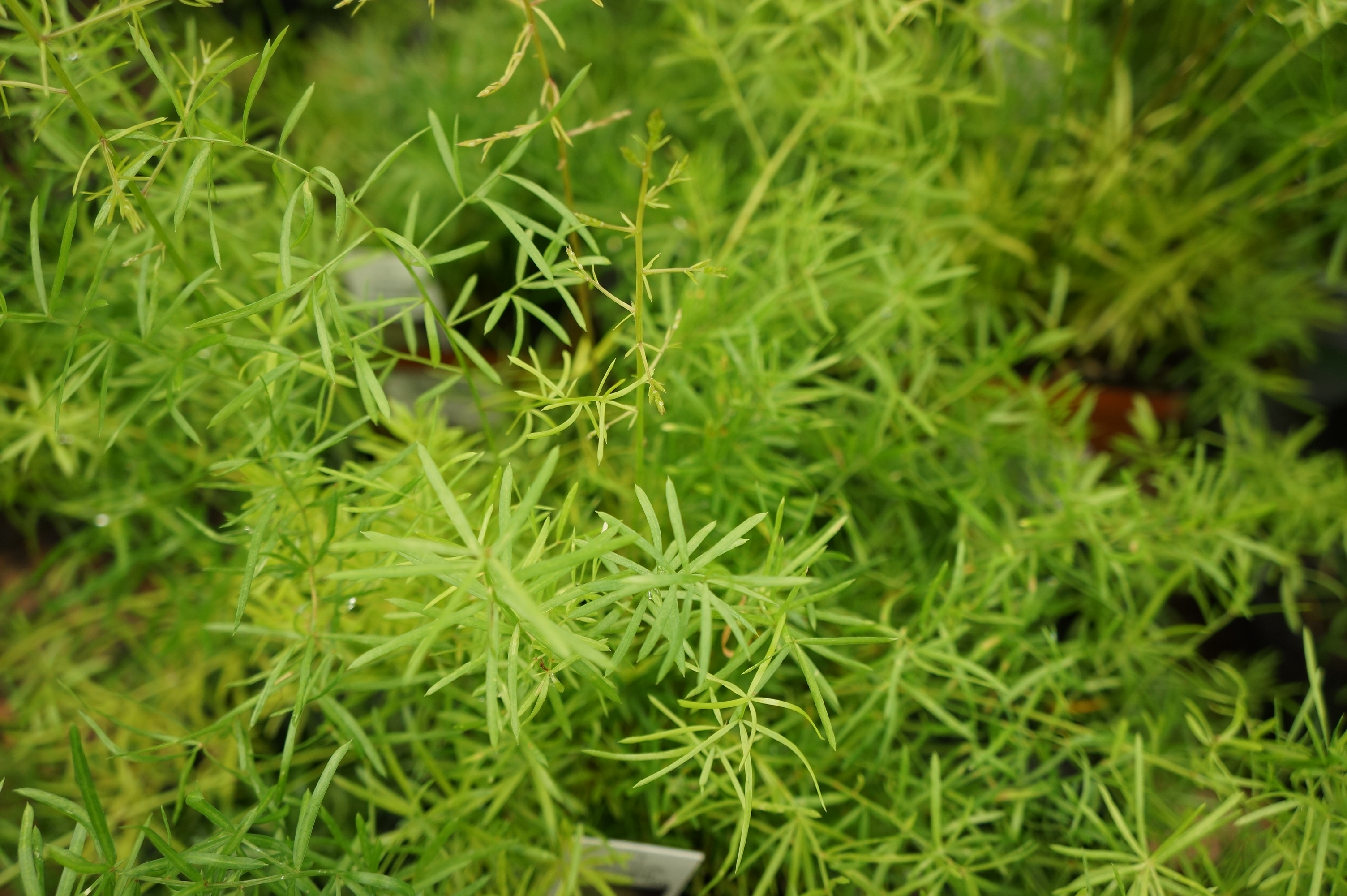 Free download high resolution image - free image free photo free stock image public domain picture -Asparagus fern