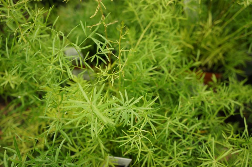 Free download high resolution image - free image free photo free stock image public domain picture  Asparagus fern