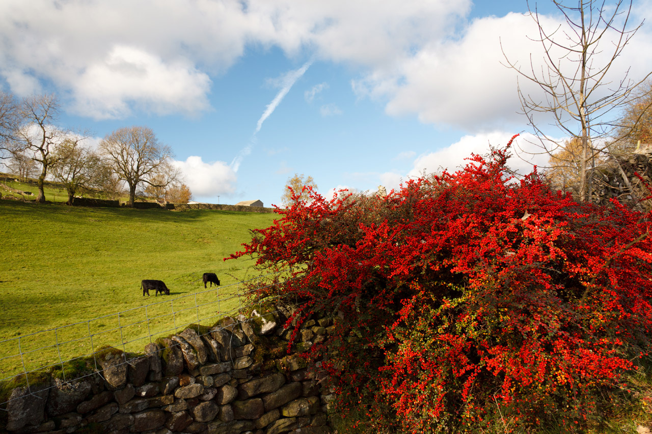 Free download high resolution image - free image free photo free stock image public domain picture -Autumn landscape on british countryside