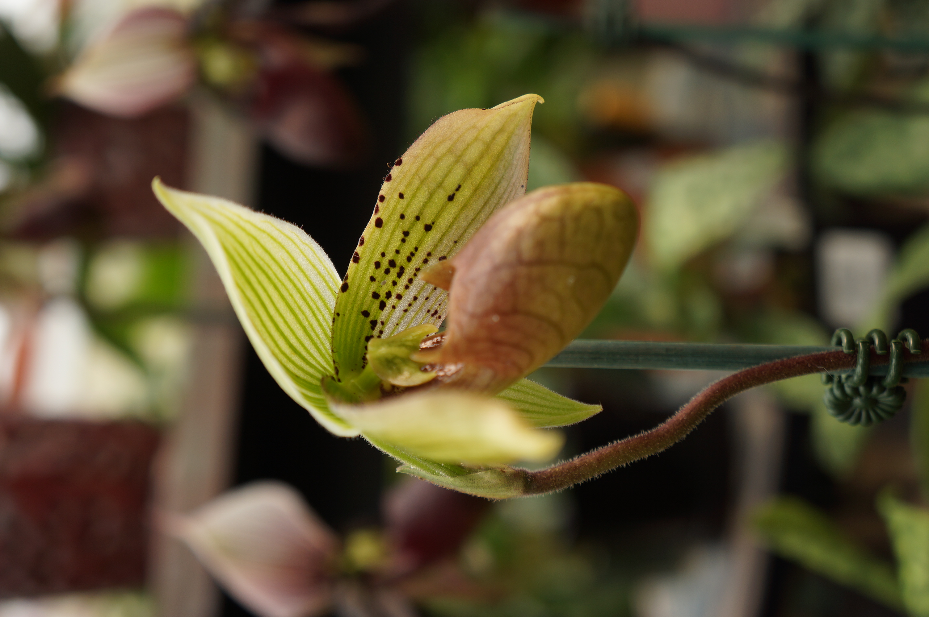 Free download high resolution image - free image free photo free stock image public domain picture -Close up of lady's slipper orchid Paphiopedilum