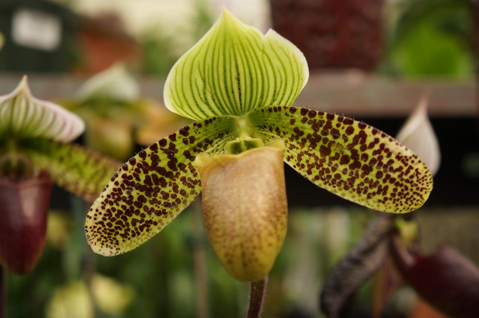 Free download high resolution image - free image free photo free stock image public domain picture  Close up of lady's slipper orchid Paphiopedilum