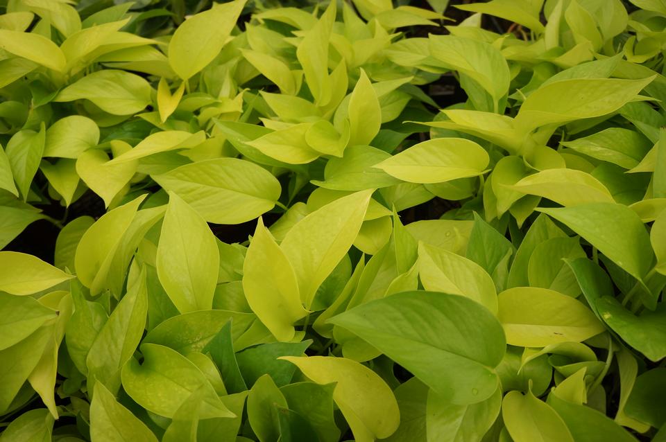 Free download high resolution image - free image free photo free stock image public domain picture  Isolated green plant pothos