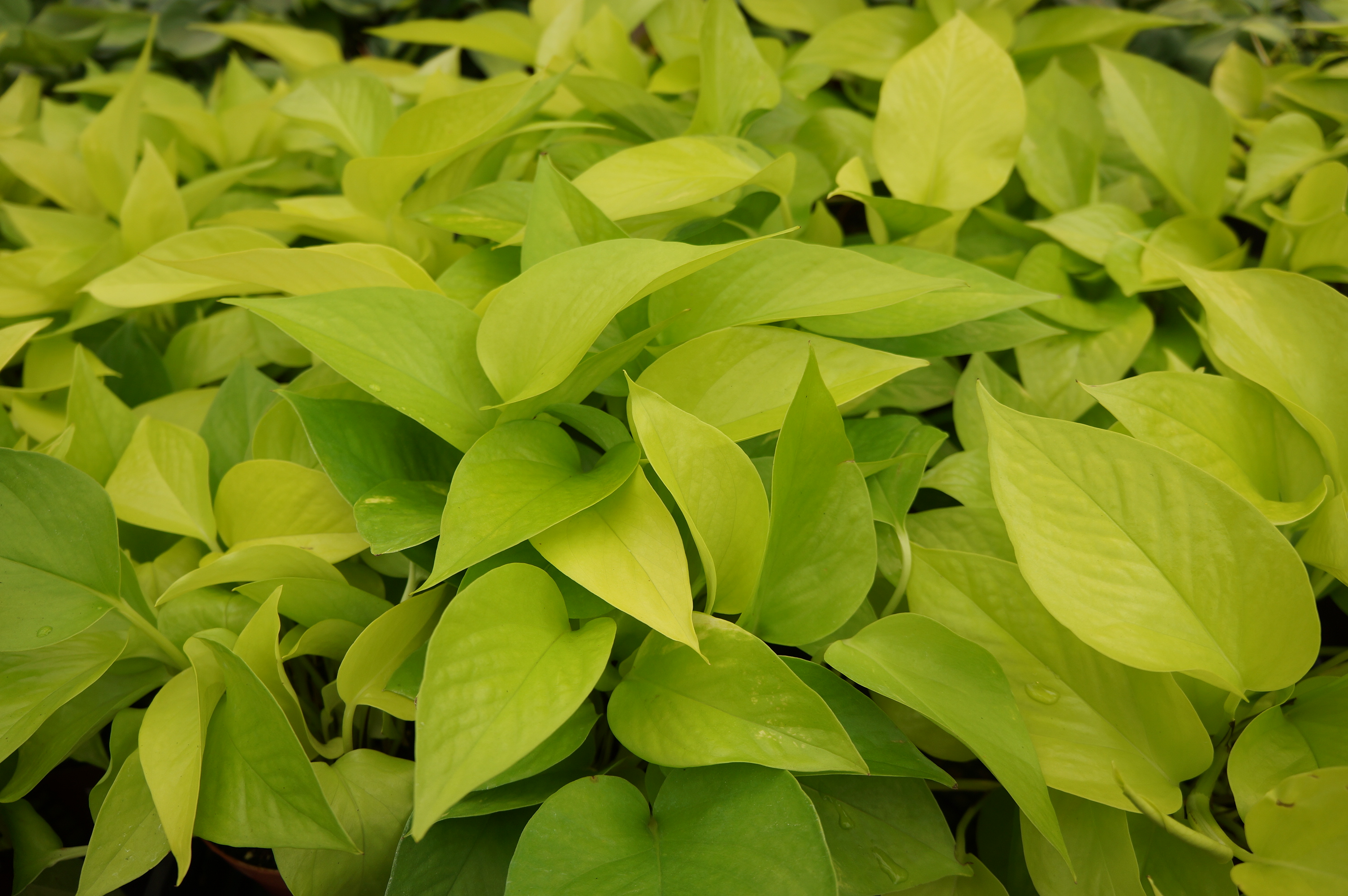 Free download high resolution image - free image free photo free stock image public domain picture -Isolated green plant pothos