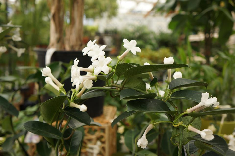 Free download high resolution image - free image free photo free stock image public domain picture  Jasmine Stephanotis plant