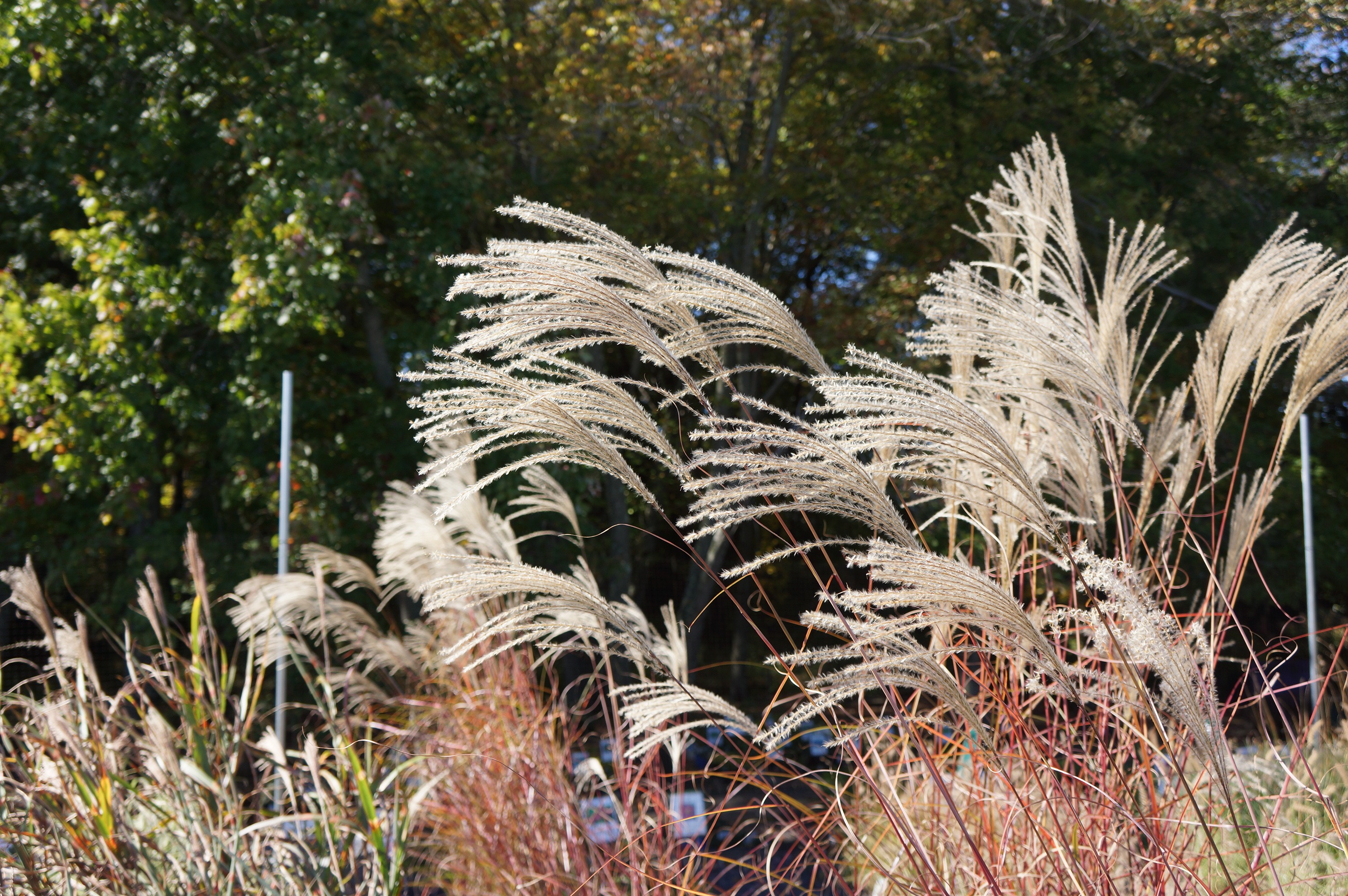 Free download high resolution image - free image free photo free stock image public domain picture -Miscanthus sinensis Gracillimus