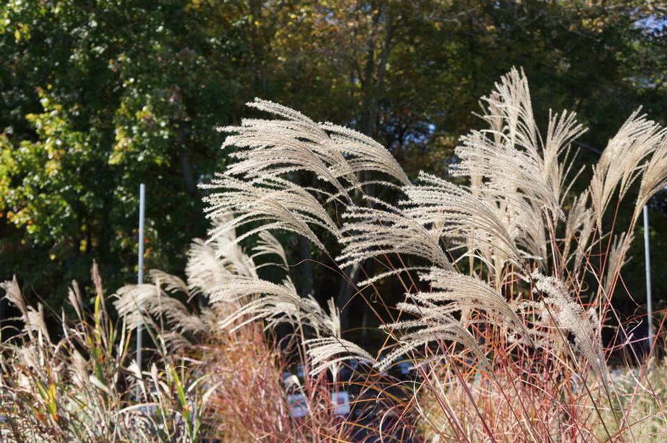 Free download high resolution image - free image free photo free stock image public domain picture  Miscanthus sinensis Gracillimus