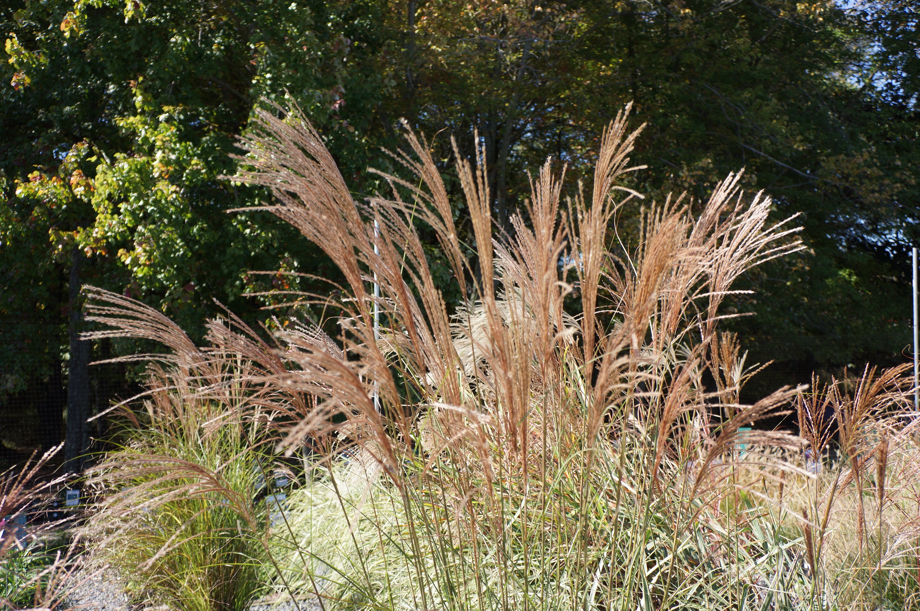 Free download high resolution image - free image free photo free stock image public domain picture -Miscanthus sinensis Gracillimus