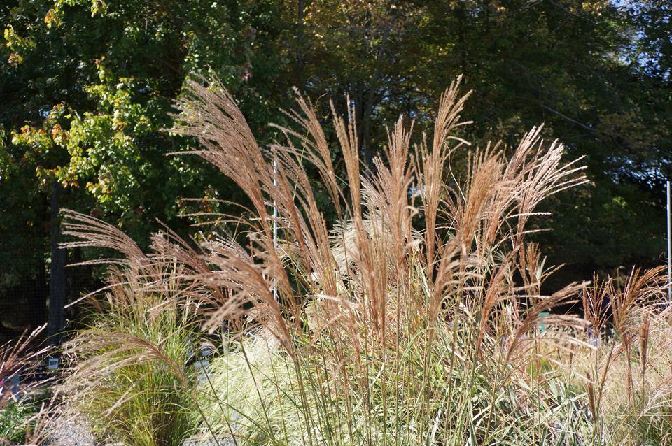 Free download high resolution image - free image free photo free stock image public domain picture  Miscanthus sinensis Gracillimus