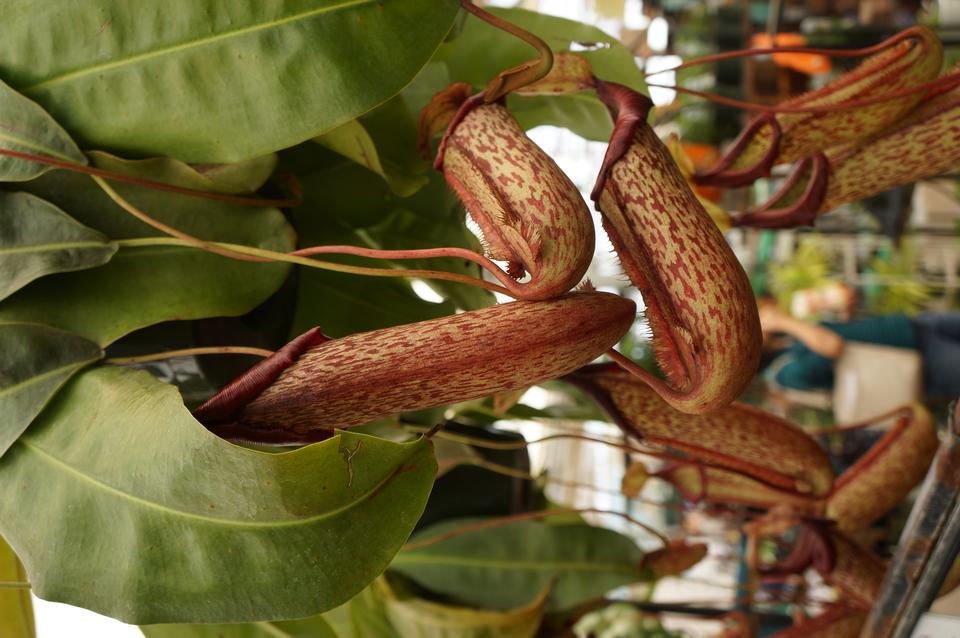 Free download high resolution image - free image free photo free stock image public domain picture  Nepenthes ventricosa